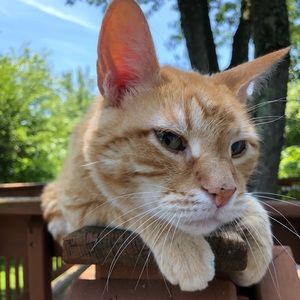 Meet your Posher, Asha